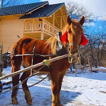 Lodge карпатське щастя *